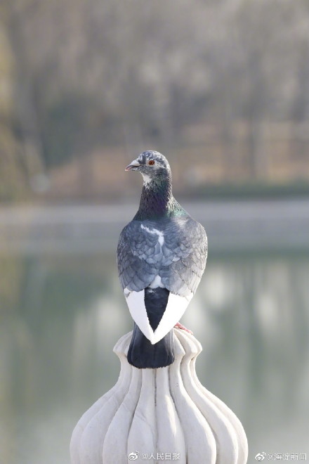 北京玉渊潭花开了