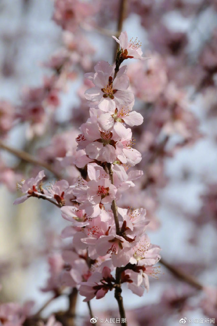 北京玉渊潭花开了