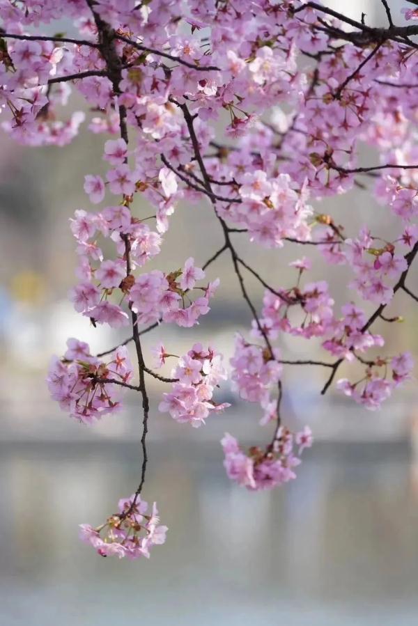 上海今年“樱花季”有难遇奇景！哪里能赏樱？如何出大片？攻略→