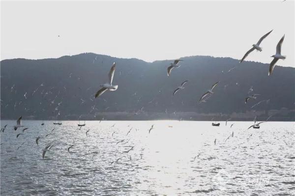 近半红嘴鸥已离昆,观鸥时间仅剩…… 近半红嘴鸥已离昆,观鸥时间仅剩……