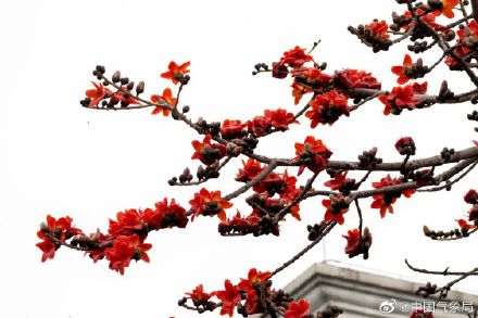 红红火火！广州木棉花进入最佳观赏季