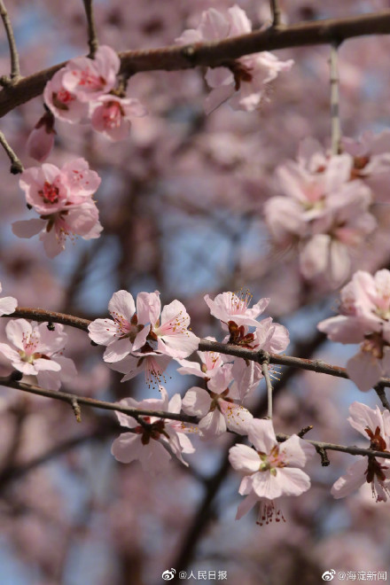 北京玉渊潭花开了