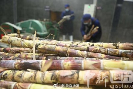 紧急提醒:霉变甘蔗不能吃 初春是甘蔗中毒高发期 紧急提醒:霉变甘蔗不能吃 初春是甘蔗中毒高发期