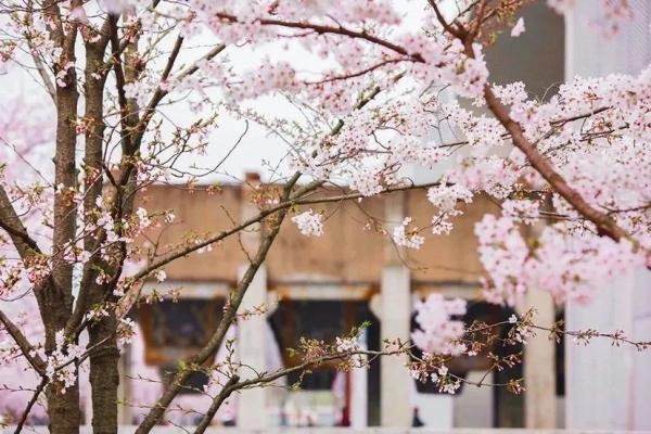 上海今年“樱花季”有难遇奇景！哪里能赏樱？如何出大片？攻略→