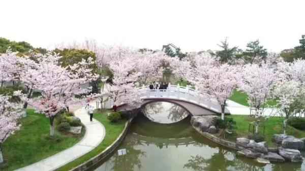 上海今年“樱花季”有难遇奇景！哪里能赏樱？如何出大片？攻略→