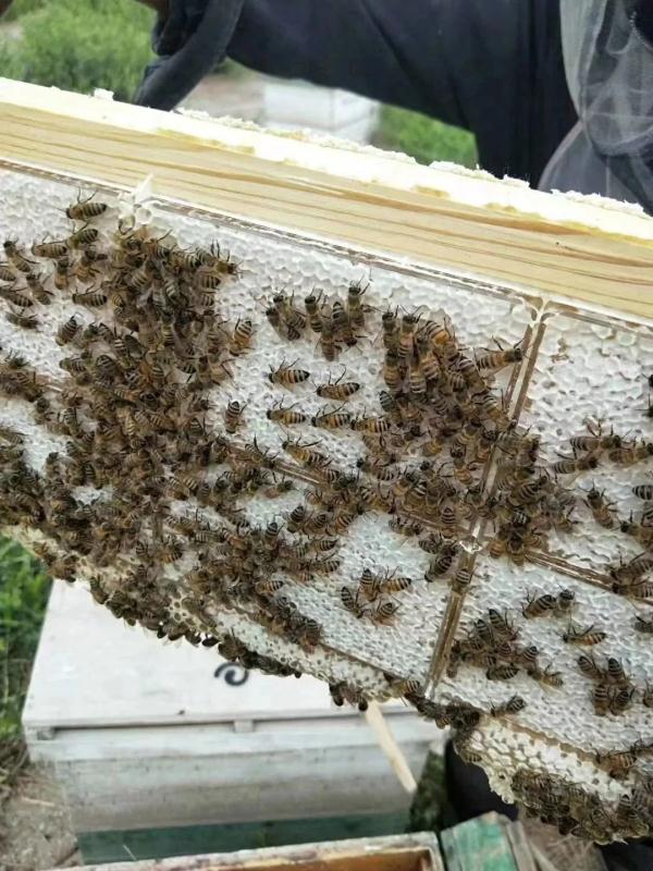 气象赋能“甜蜜产业”？“背景太假哥”再定1亿小目标！