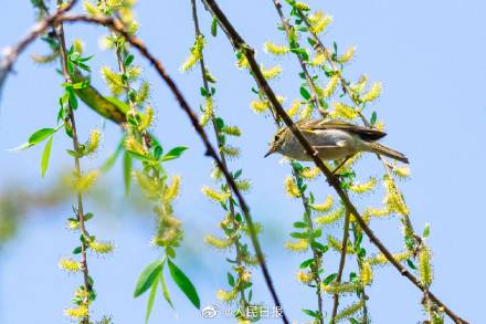 春日新绿！鸟儿与吐绿柳枝共舞美如漫画