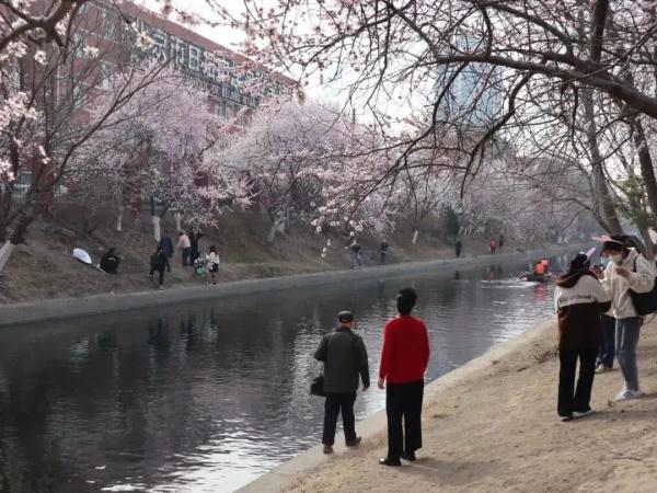 爬上墙头、踩着石台、摇晃花瓣……京城这条河岸边为何水泄不通？