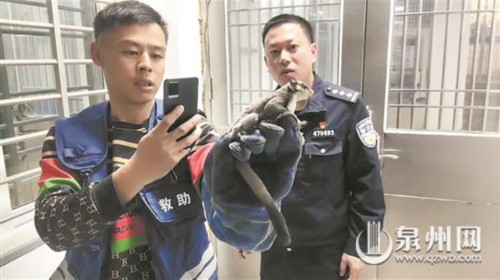 罕见 海南小飞鼠现身泉州