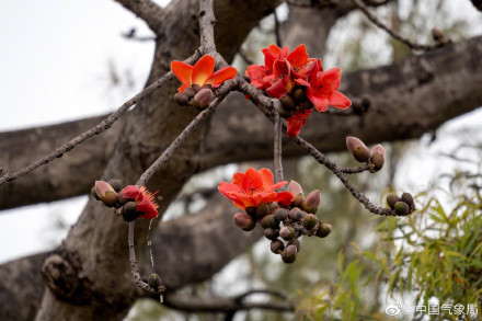 红红火火！广州木棉花进入最佳观赏季