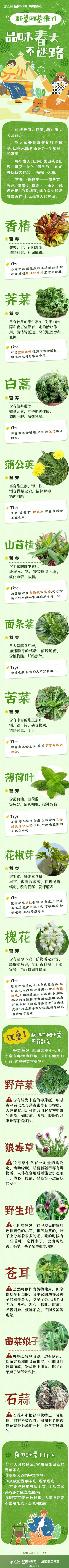 山东野菜图鉴来了！品味春天不迷路