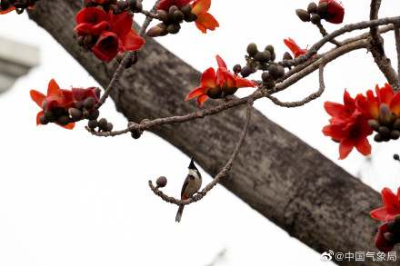 红红火火！广州木棉花进入最佳观赏季