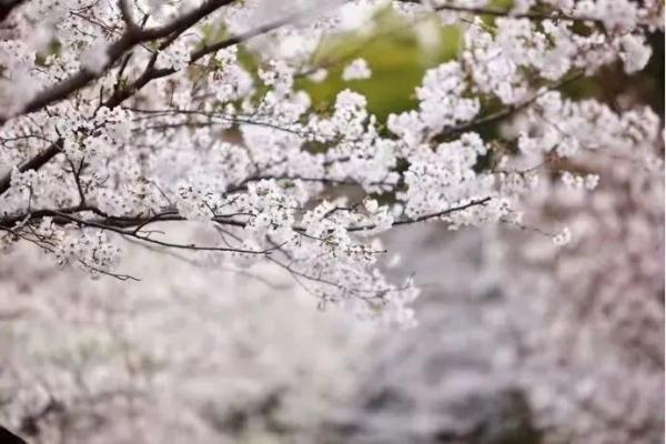 上海今年“樱花季”有难遇奇景！哪里能赏樱？如何出大片？攻略→