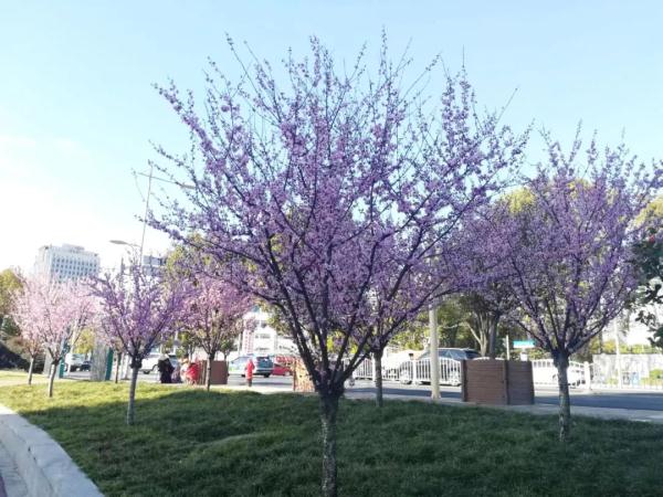 美人梅迎来最佳观赏期，一起放慢脚步享受“梅”好吧→