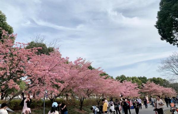 今天开幕！上海警方：大客流已是必然！“霸树”式拍照真的管不好？最大难点在于…