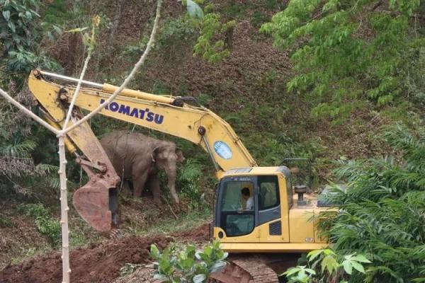 神兵天降！野生亚洲象坠坑，象与人接力救援