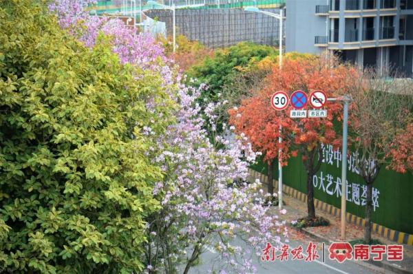 邕城2.2万余株洋紫荆盛放，这些地方可以打卡！