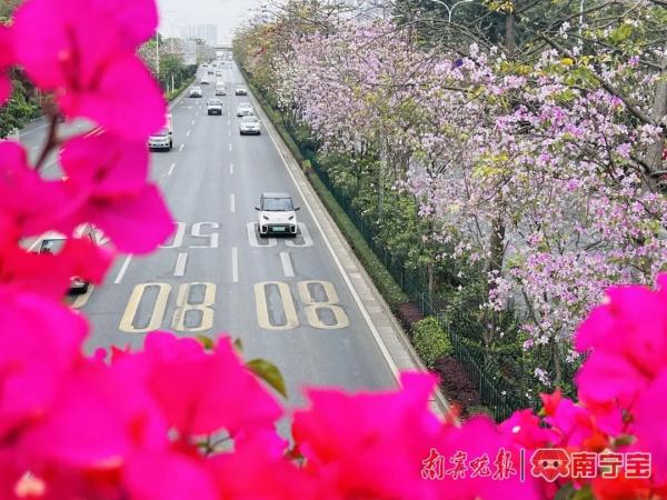 邕城2.2万余株洋紫荆盛放，这些地方可以打卡！