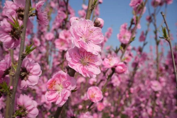 三月桃花朵朵开，红白相间总相宜