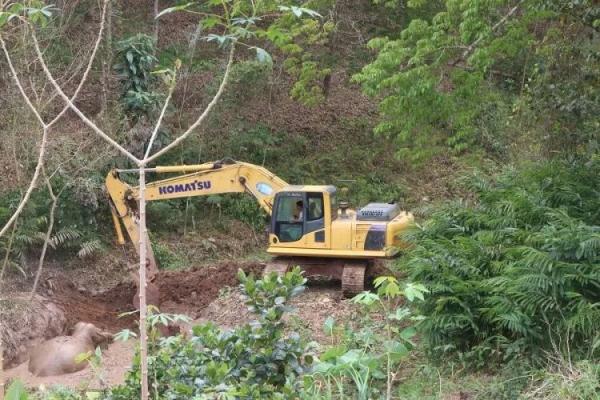 神兵天降！野生亚洲象坠坑，象与人接力救援