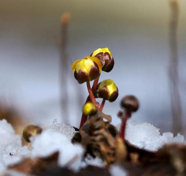 提前10天！哈尔滨冰凌花顶雪报春啦