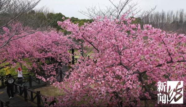 眼下上海最热门，今年恐怕要创历史！警方：大客流已是必然！