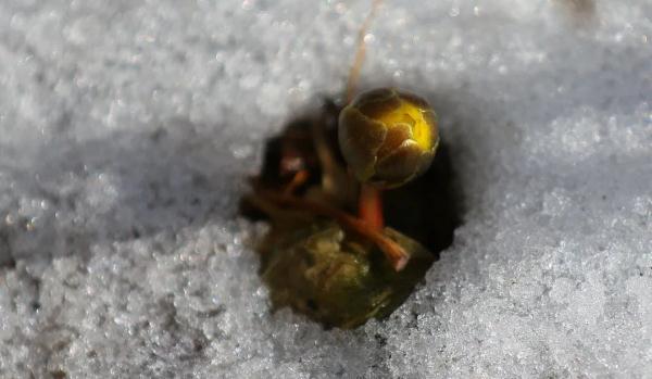 提前10天！哈尔滨冰凌花顶雪报春啦