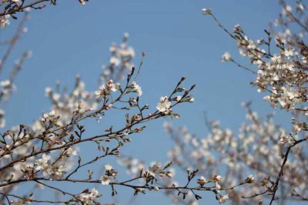 武汉江夏安山首届樱花节开幕