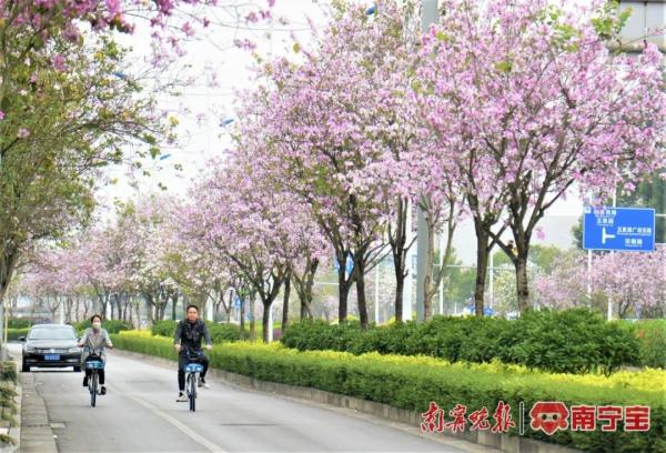 邕城2.2万余株洋紫荆盛放，这些地方可以打卡！