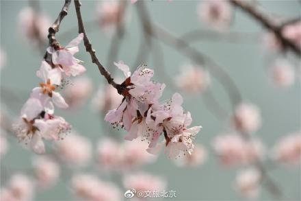 颐和园偶遇枯木逢春