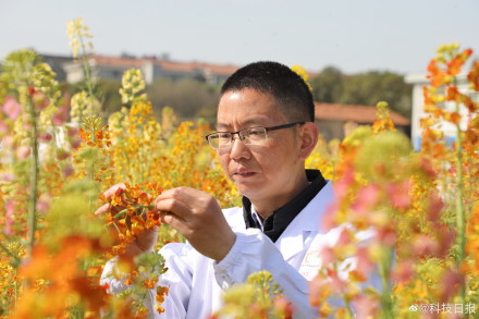 江西农业大学培育出63种颜色油菜花