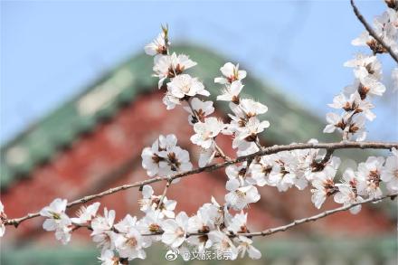 颐和园偶遇枯木逢春