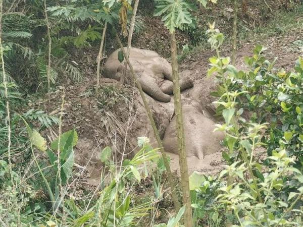 神兵天降！野生亚洲象坠坑，象与人接力救援