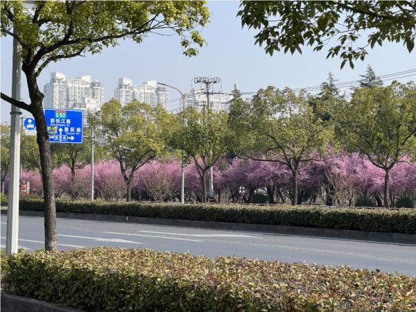 美人梅迎来最佳观赏期，一起放慢脚步享受“梅”好吧→