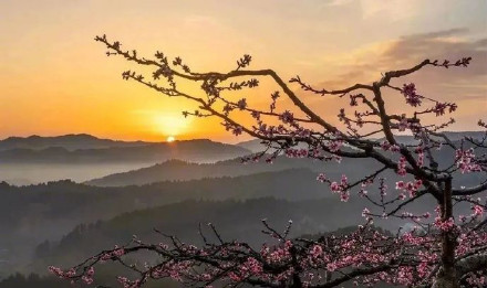 成都龙泉驿桃花本周末进入盛花期