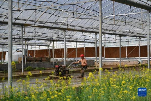 工厂化育秧备春耕 工厂化育秧备春耕