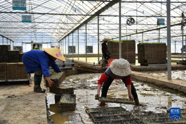 工厂化育秧备春耕 工厂化育秧备春耕