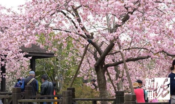 眼下上海最热门，今年恐怕要创历史！警方：大客流已是必然！