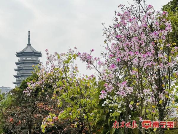 邕城2.2万余株洋紫荆盛放，这些地方可以打卡！