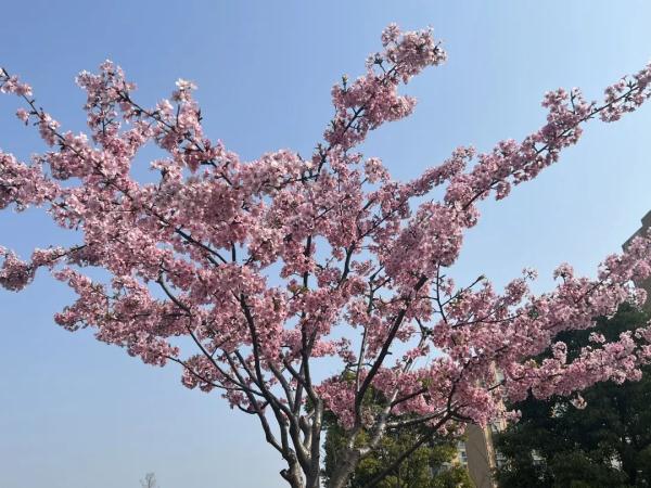美人梅迎来最佳观赏期，一起放慢脚步享受“梅”好吧→