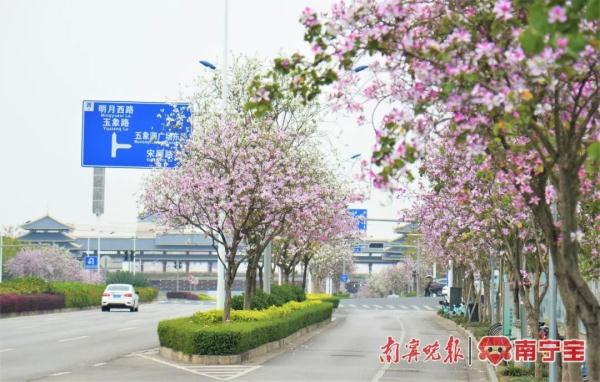 邕城2.2万余株洋紫荆盛放，这些地方可以打卡！