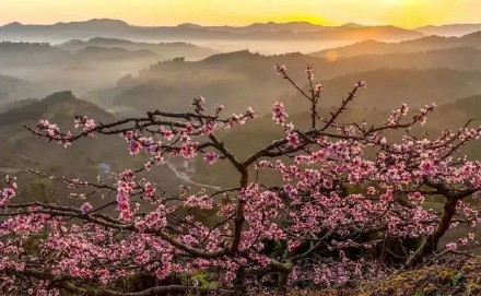 成都龙泉驿桃花本周末进入盛花期