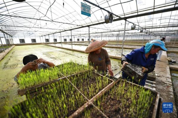 工厂化育秧备春耕 工厂化育秧备春耕