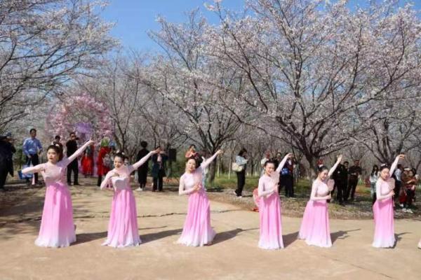 武汉江夏安山首届樱花节开幕