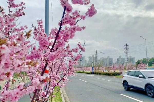 美人梅迎来最佳观赏期，一起放慢脚步享受“梅”好吧→