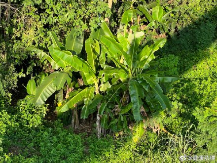 有流心还拉丝,广西街头糯唧唧美食,你确定不想尝一尝吗?你们那里它叫什么? 有流心还拉丝,广西街头糯唧唧美食,你确定不想尝一尝吗?你们那里它叫什么?