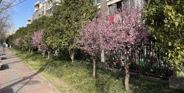 美人梅迎来最佳观赏期，一起放慢脚步享受“梅”好吧→