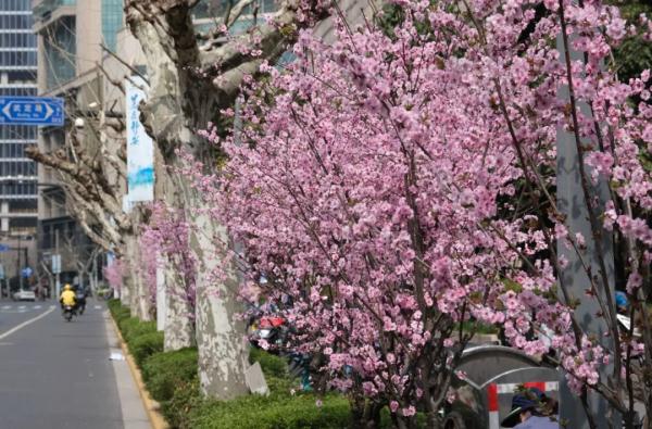 美人梅迎来最佳观赏期，一起放慢脚步享受“梅”好吧→