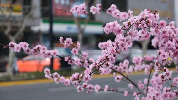 美人梅迎来最佳观赏期，一起放慢脚步享受“梅”好吧→