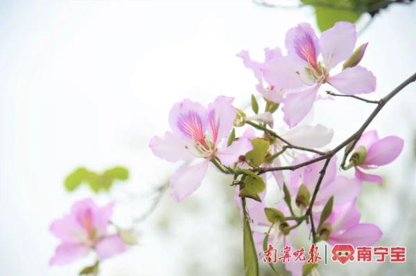 邕城2.2万余株洋紫荆盛放，这些地方可以打卡！